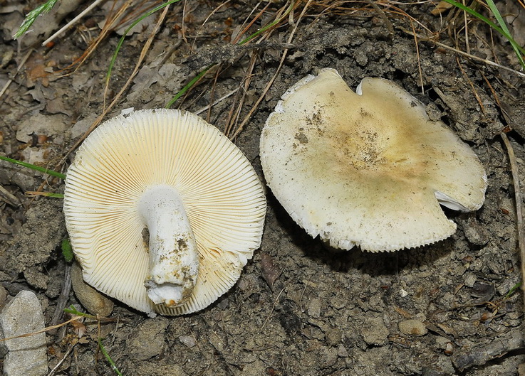 Due  piccole Russule